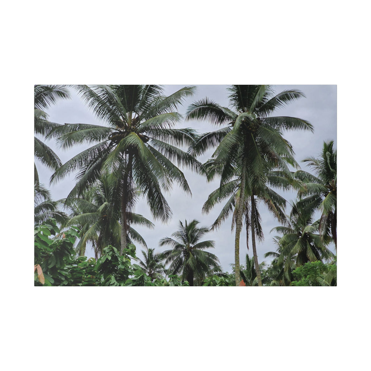 Coconut Palm Tree Rabaul Stretched Canvas – Coastal Wall Art for Home & Beach Decor