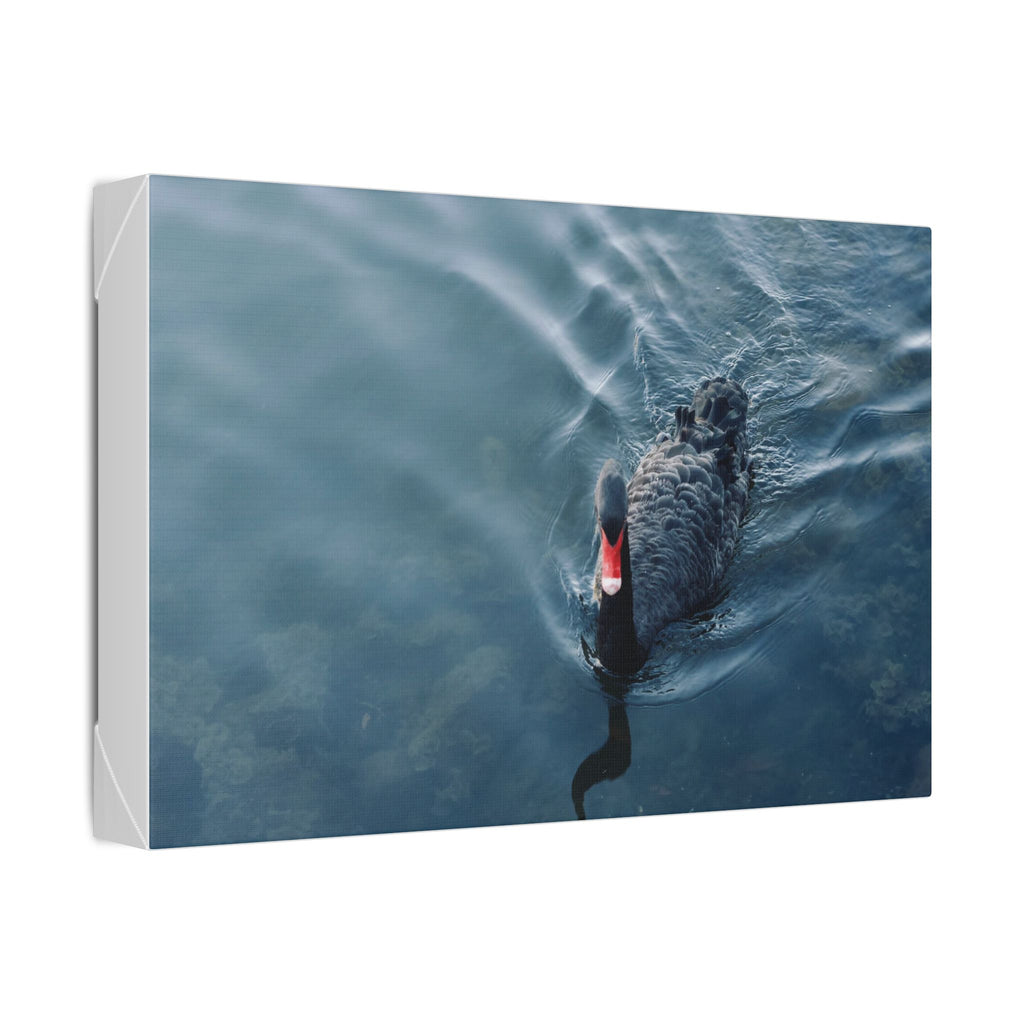 Black Swan Canvas Wall Art – Serene Lake Photography Print