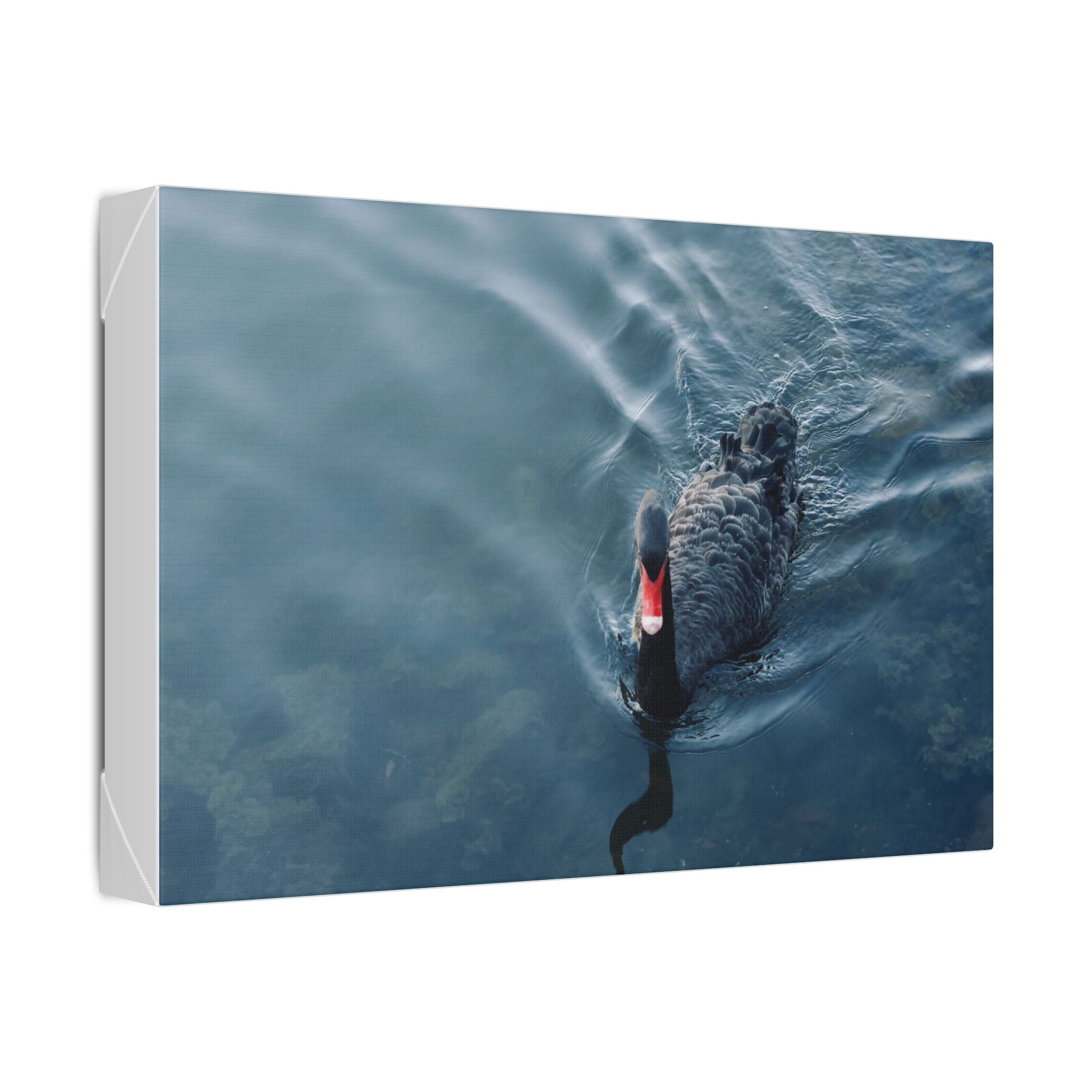 Black Swan Canvas Wall Art – Serene Lake Photography Print