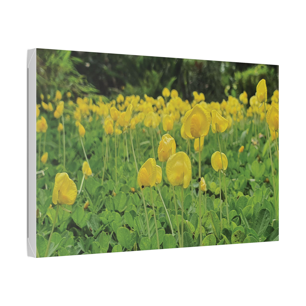 Yellow Flower Field Canvas Print
