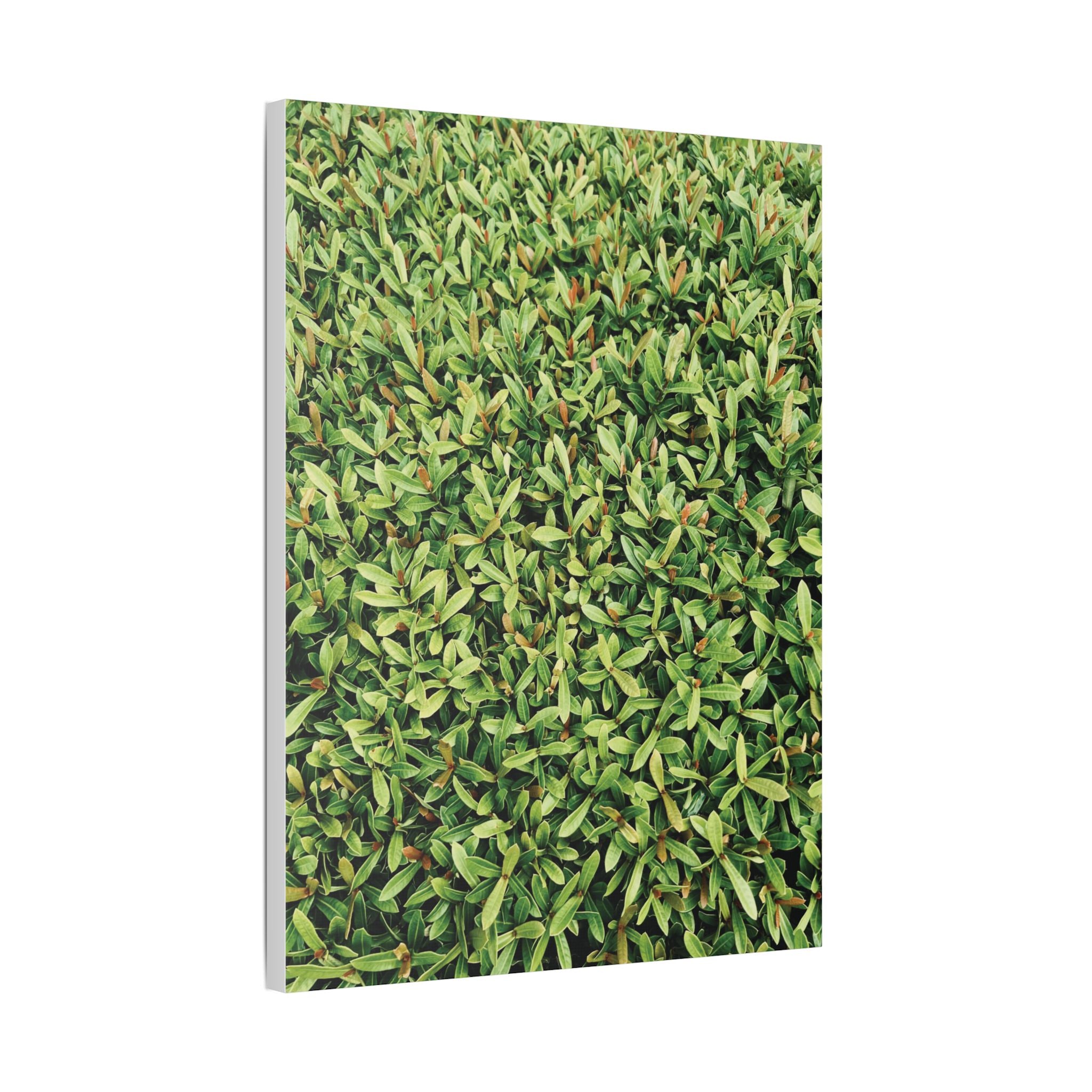 Green Hedge Canvas Wall Art — Botanical Stretched Canvas Print