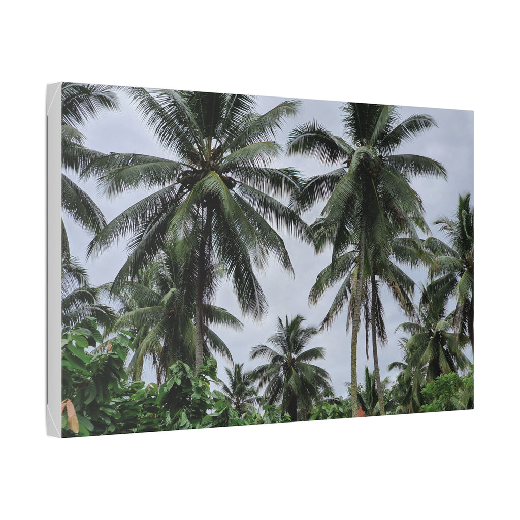Coconut Palm Tree Rabaul Stretched Canvas – Coastal Wall Art for Home & Beach Decor