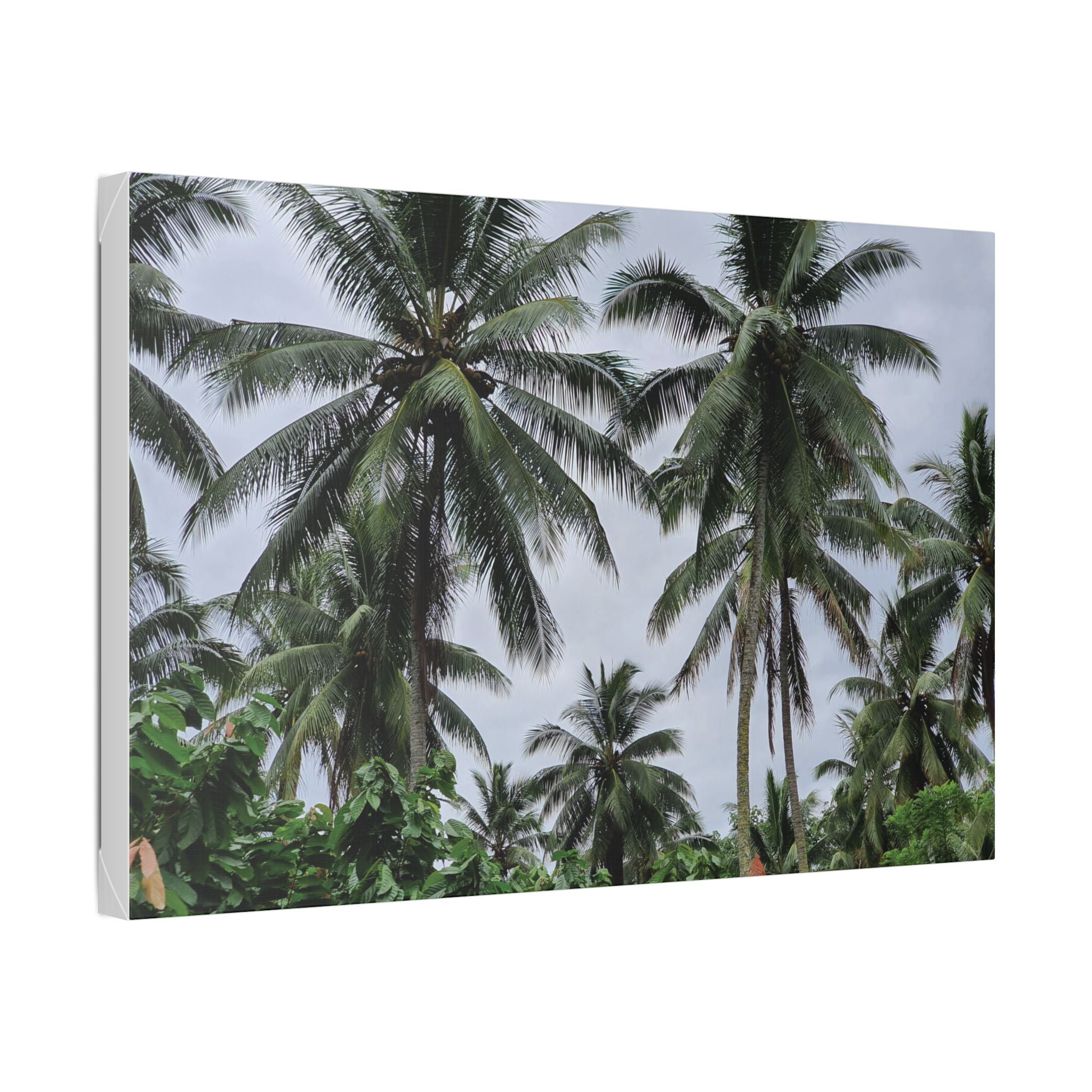 Coconut Palm Tree Rabaul Stretched Canvas – Coastal Wall Art for Home & Beach Decor