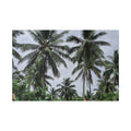Coconut Palm Tree Rabaul Stretched Canvas – Coastal Wall Art for Home & Beach Decor
