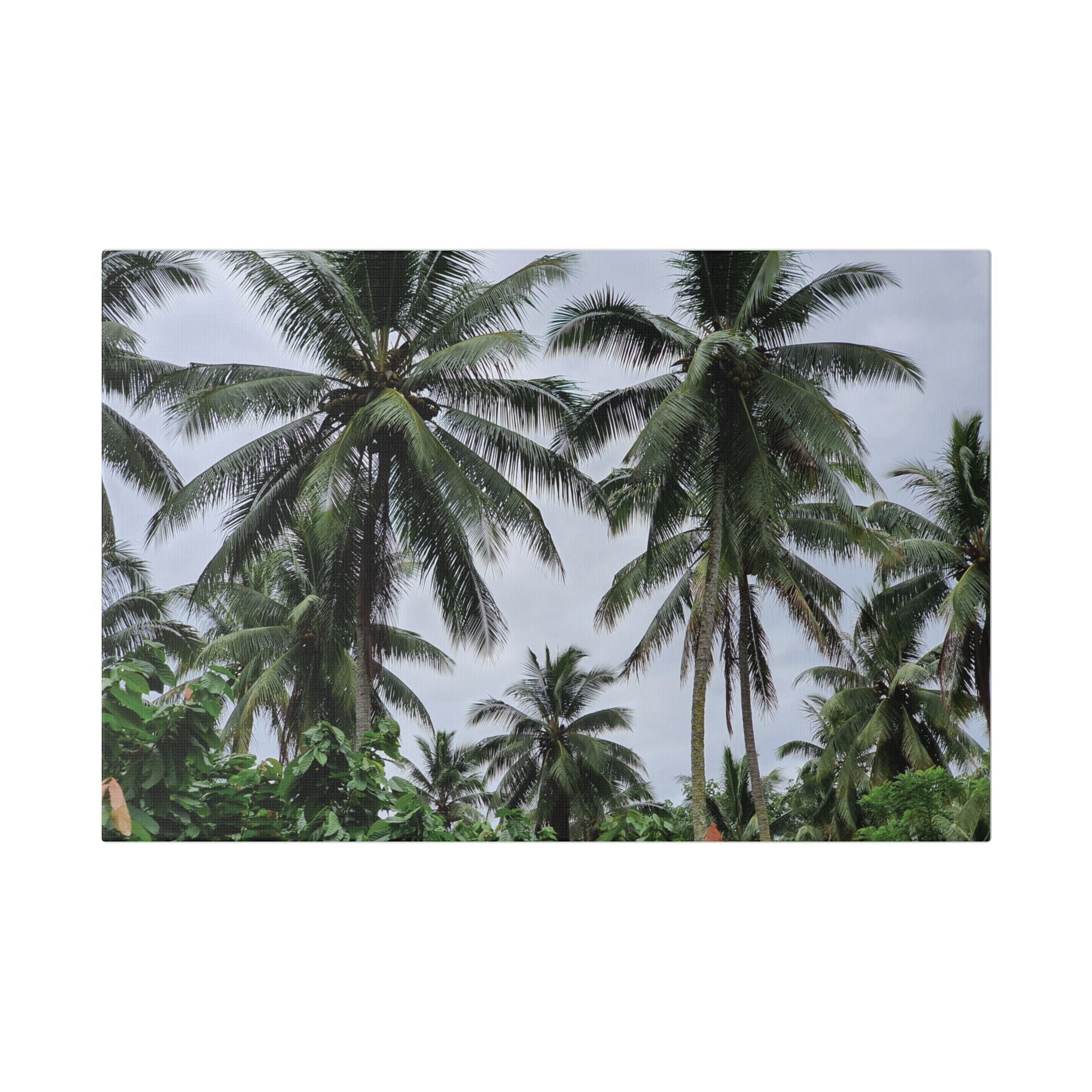 Coconut Palm Tree Rabaul Stretched Canvas – Coastal Wall Art for Home & Beach Decor