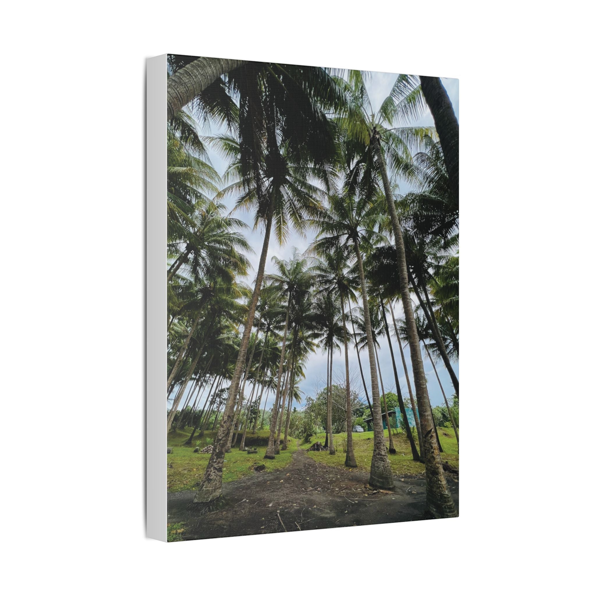 Coconut Palm Grove Nonga Rabaul Canvas Print — Scenic Beach Forest Wall Art