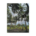 Coconut Palm Grove Nonga Rabaul Canvas Print — Scenic Beach Forest Wall Art