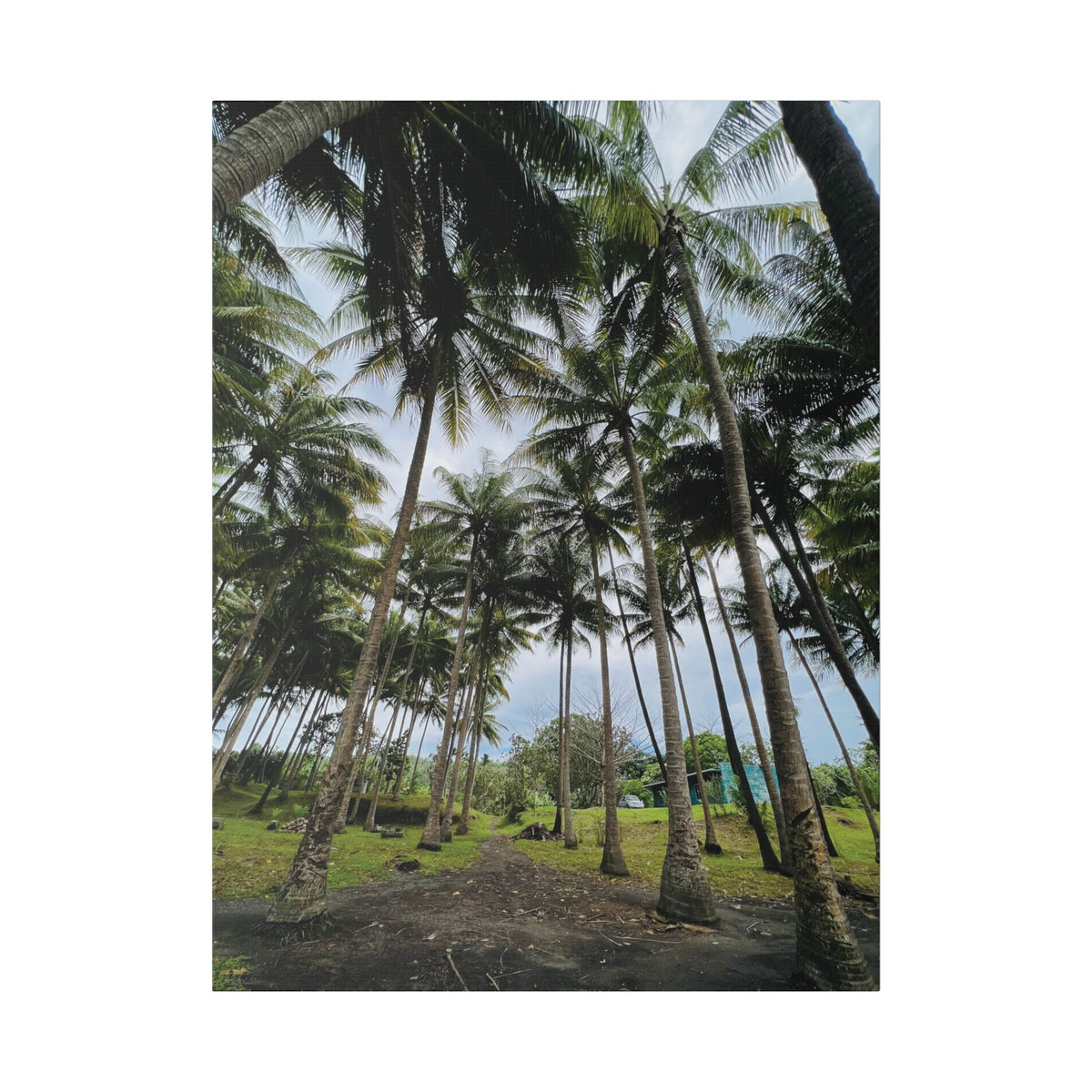 Coconut Palm Grove Nonga Rabaul Canvas Print — Scenic Beach Forest Wall Art