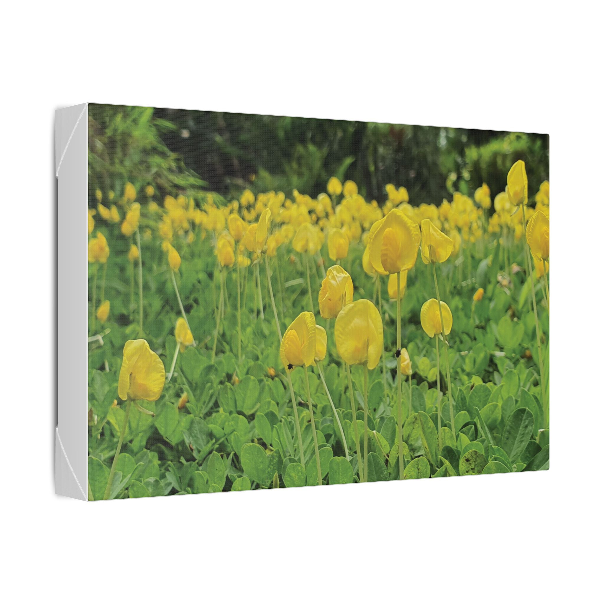 Yellow Flower Field Canvas Print