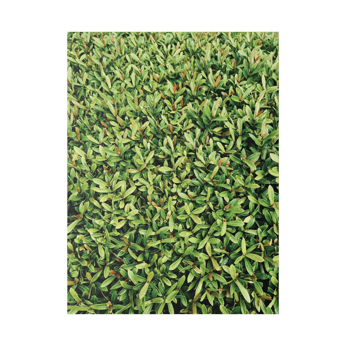 Green Hedge Canvas Wall Art — Botanical Stretched Canvas Print