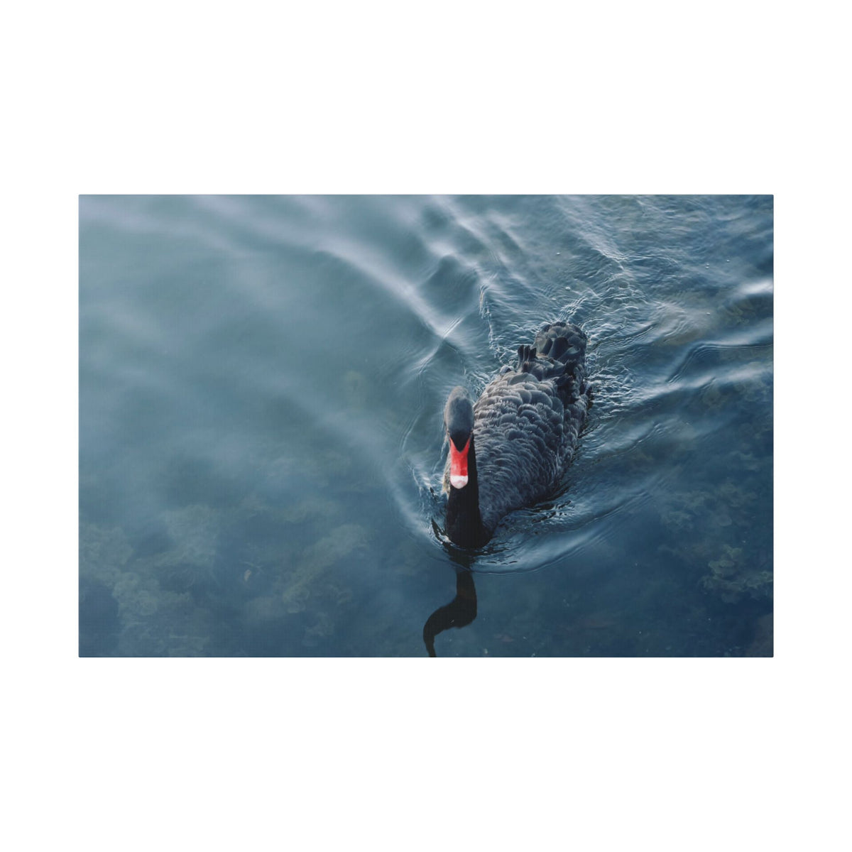 Black Swan Canvas Wall Art – Serene Lake Photography Print