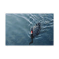 Black Swan Canvas Wall Art – Serene Lake Photography Print
