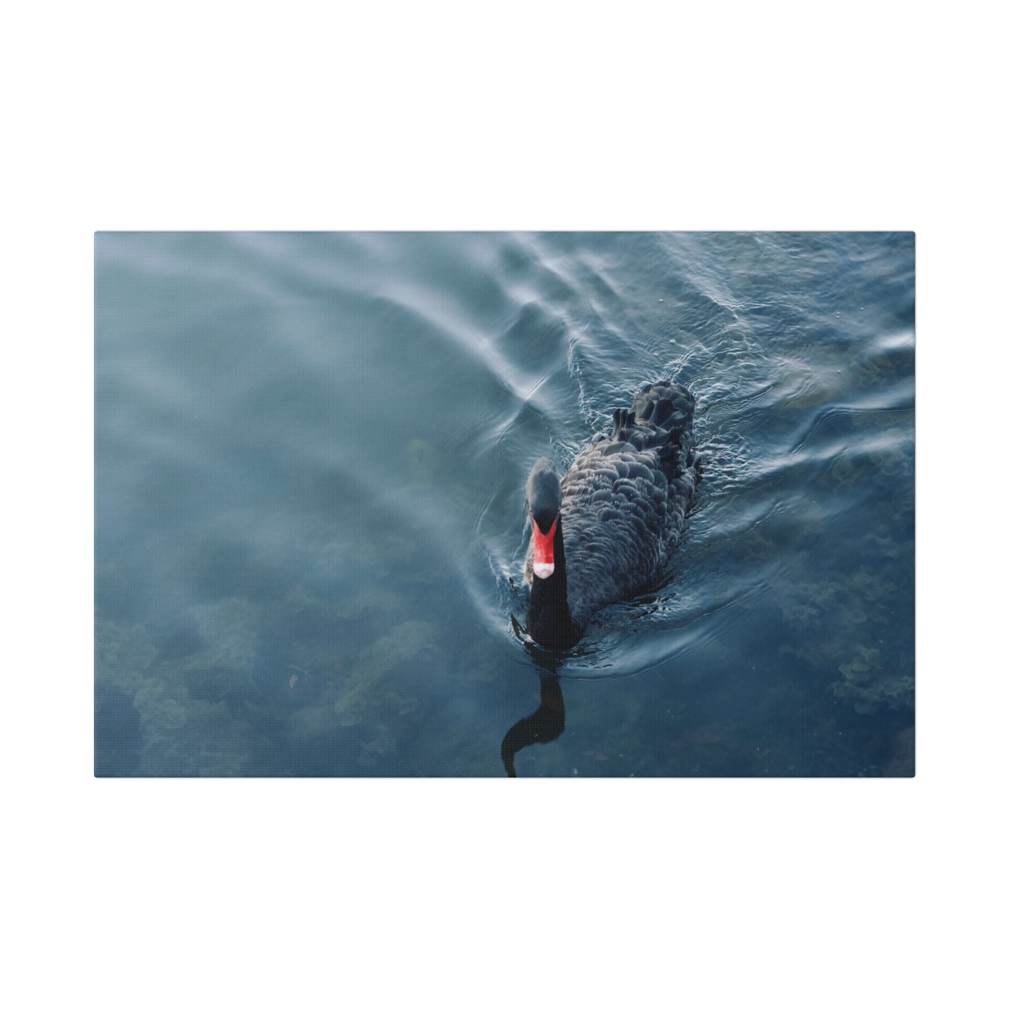 Black Swan Canvas Wall Art – Serene Lake Photography Print