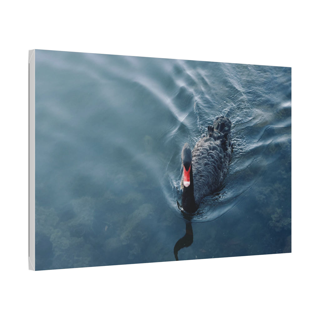 Black Swan Canvas Wall Art – Serene Lake Photography Print