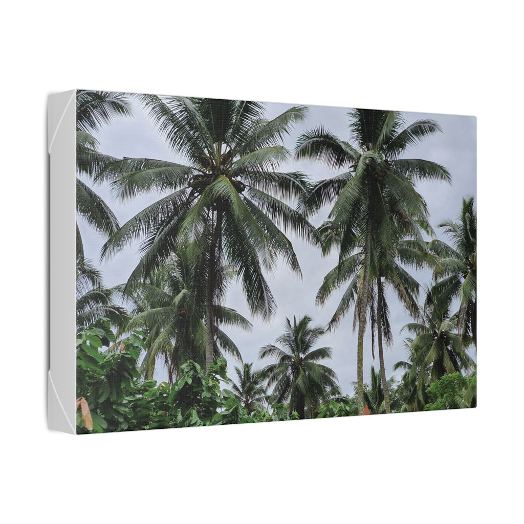 Coconut Palm Tree Rabaul Stretched Canvas – Coastal Wall Art for Home & Beach Decor