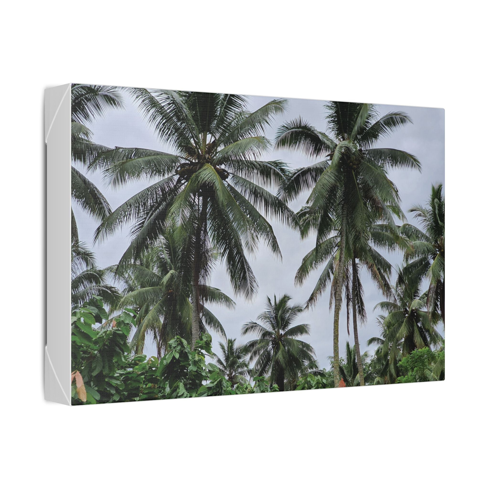 Coconut Palm Tree Rabaul Stretched Canvas – Coastal Wall Art for Home & Beach Decor