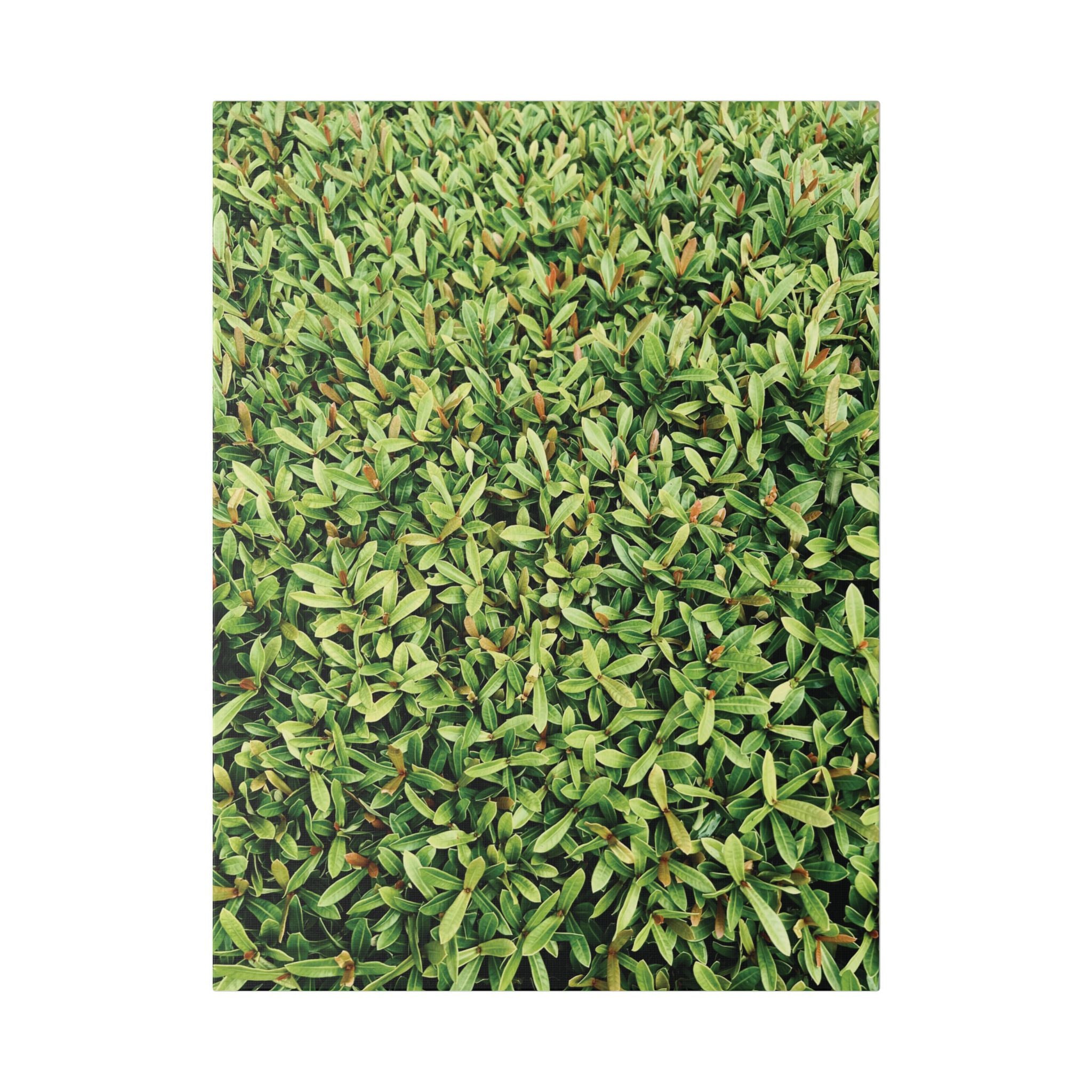 Green Hedge Canvas Wall Art — Botanical Stretched Canvas Print