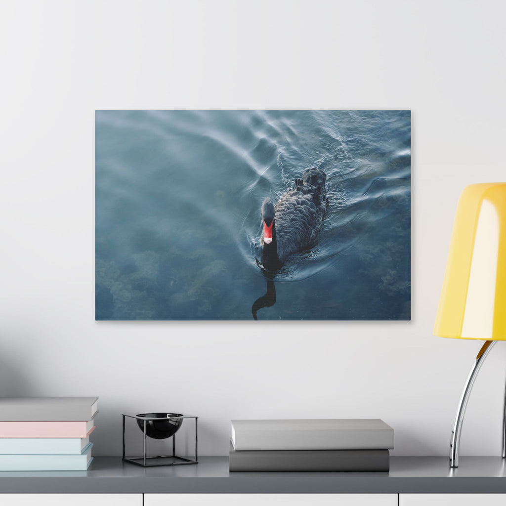 Black Swan Canvas Wall Art – Serene Lake Photography Print