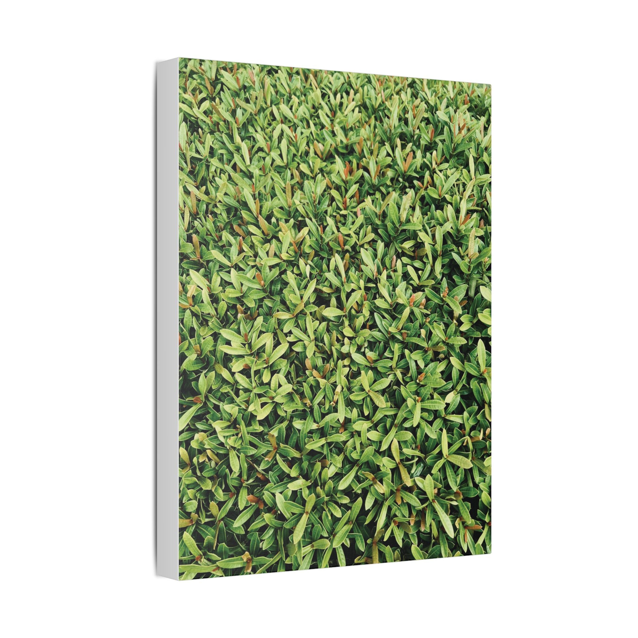 Green Hedge Canvas Wall Art — Botanical Stretched Canvas Print