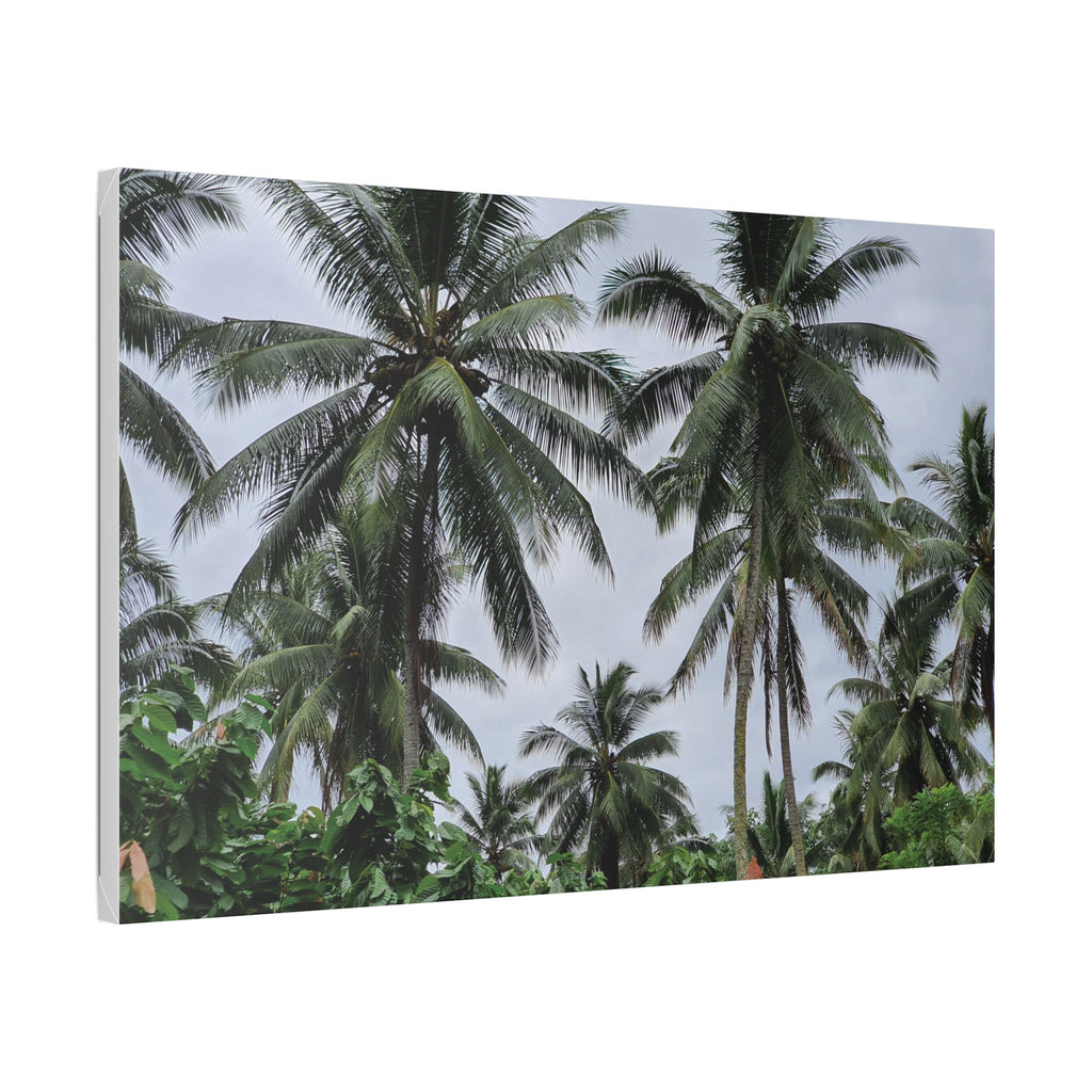 Coconut Palm Tree Rabaul Stretched Canvas – Coastal Wall Art for Home & Beach Decor
