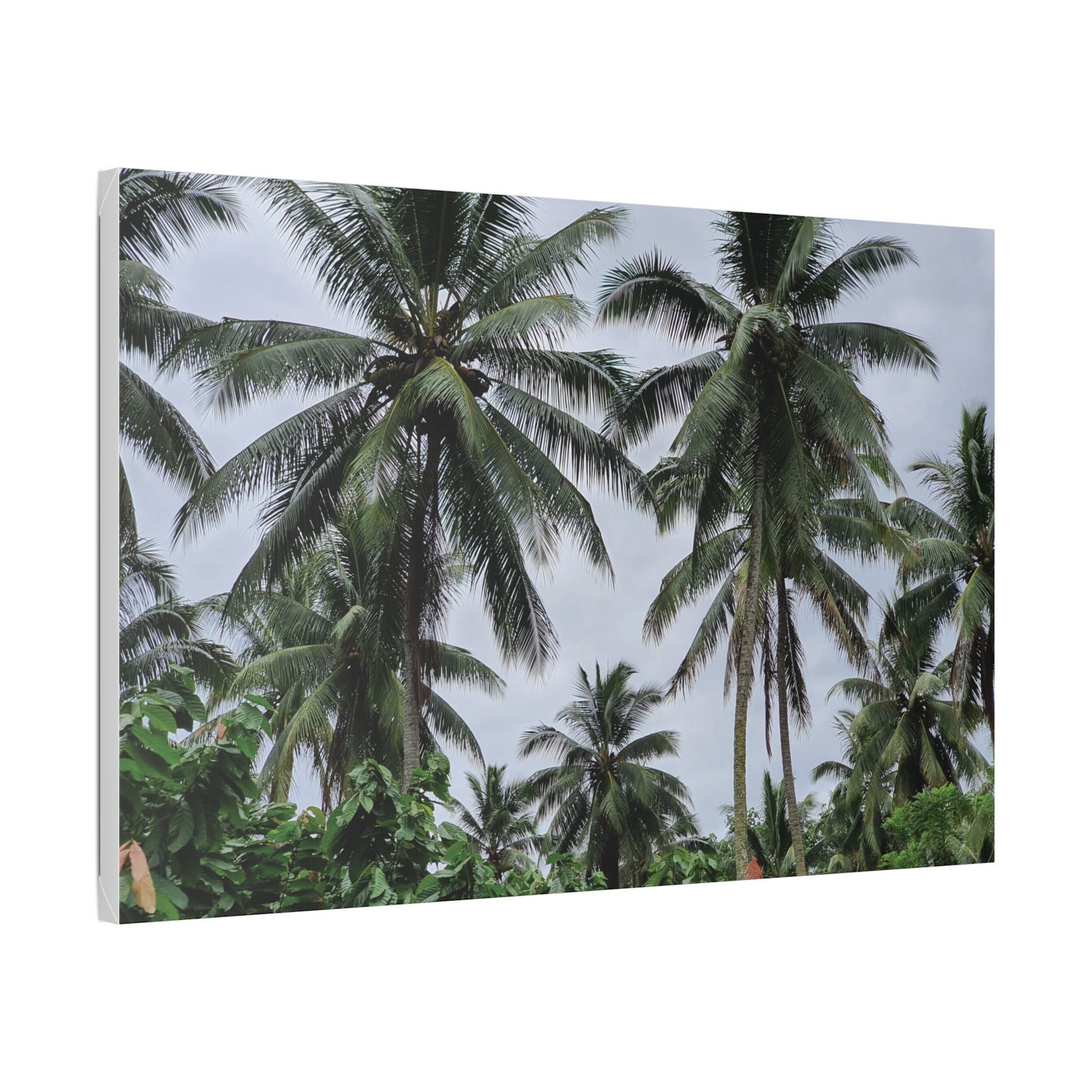 Coconut Palm Tree Rabaul Stretched Canvas – Coastal Wall Art for Home & Beach Decor