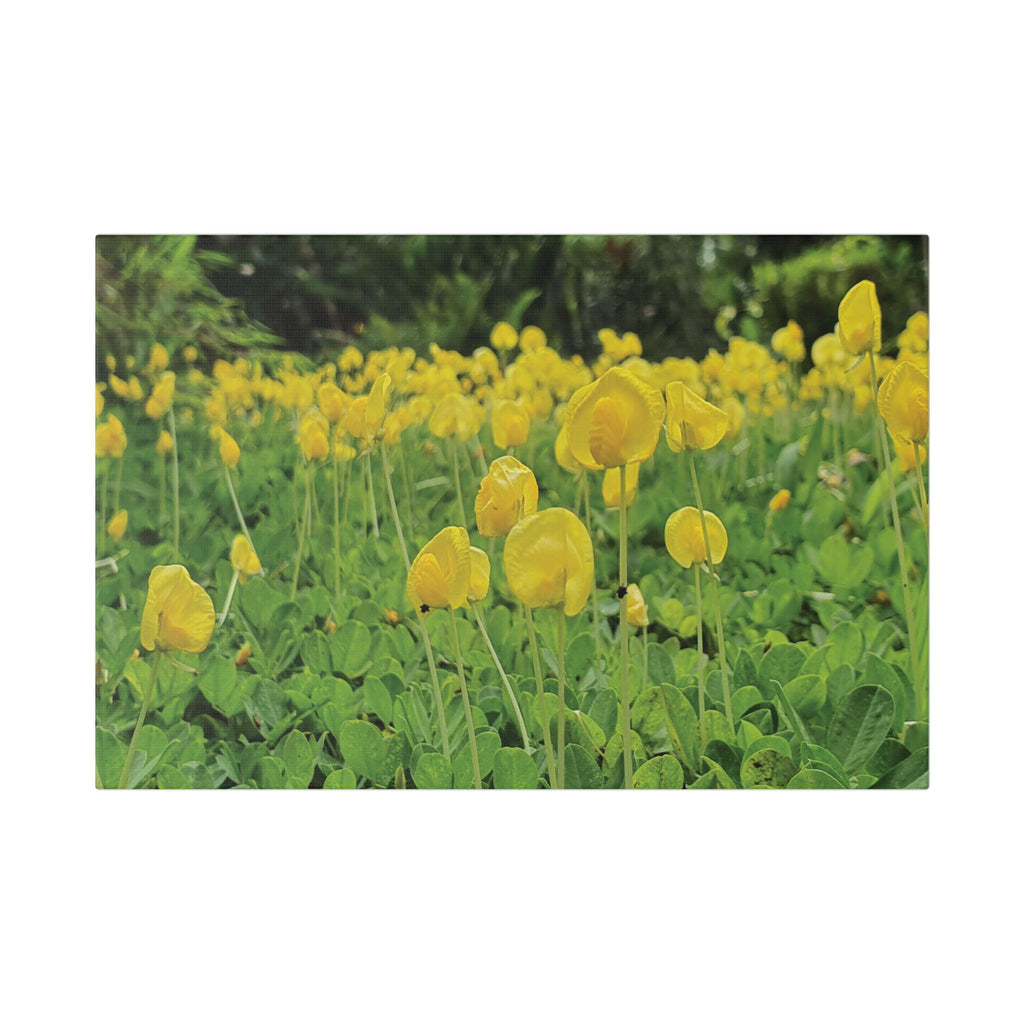 Yellow Flower Field Canvas Print