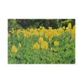 Yellow Flower Field Canvas Print