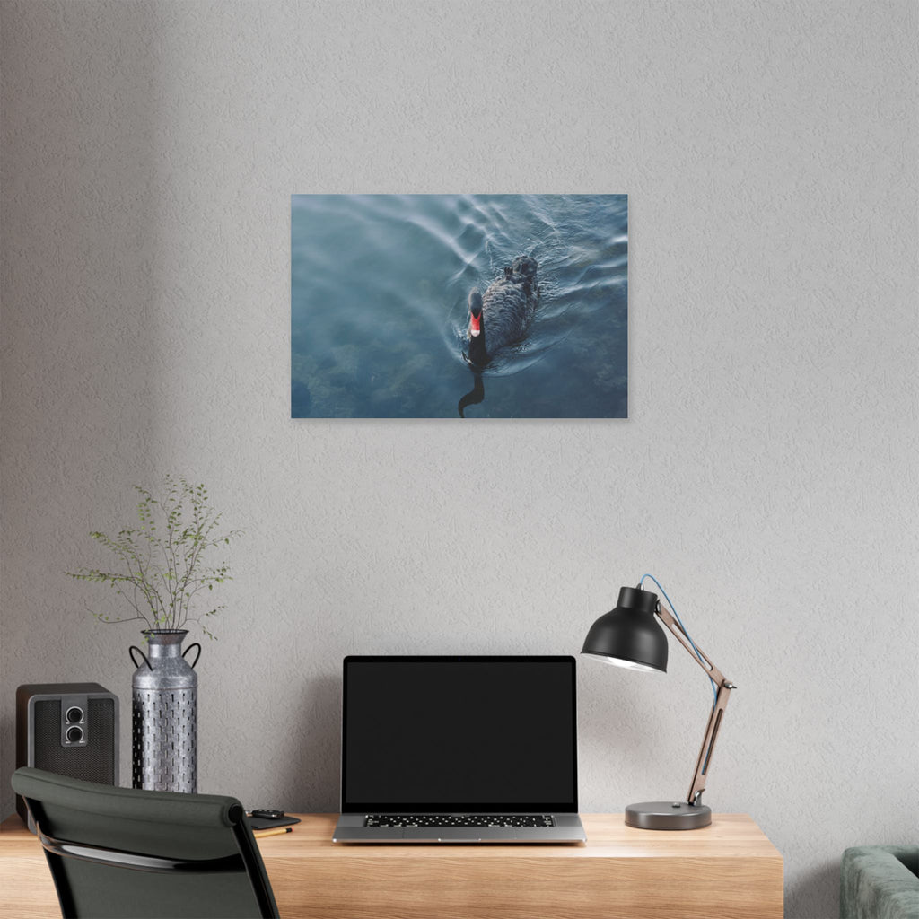 Black Swan Canvas Wall Art – Serene Lake Photography Print