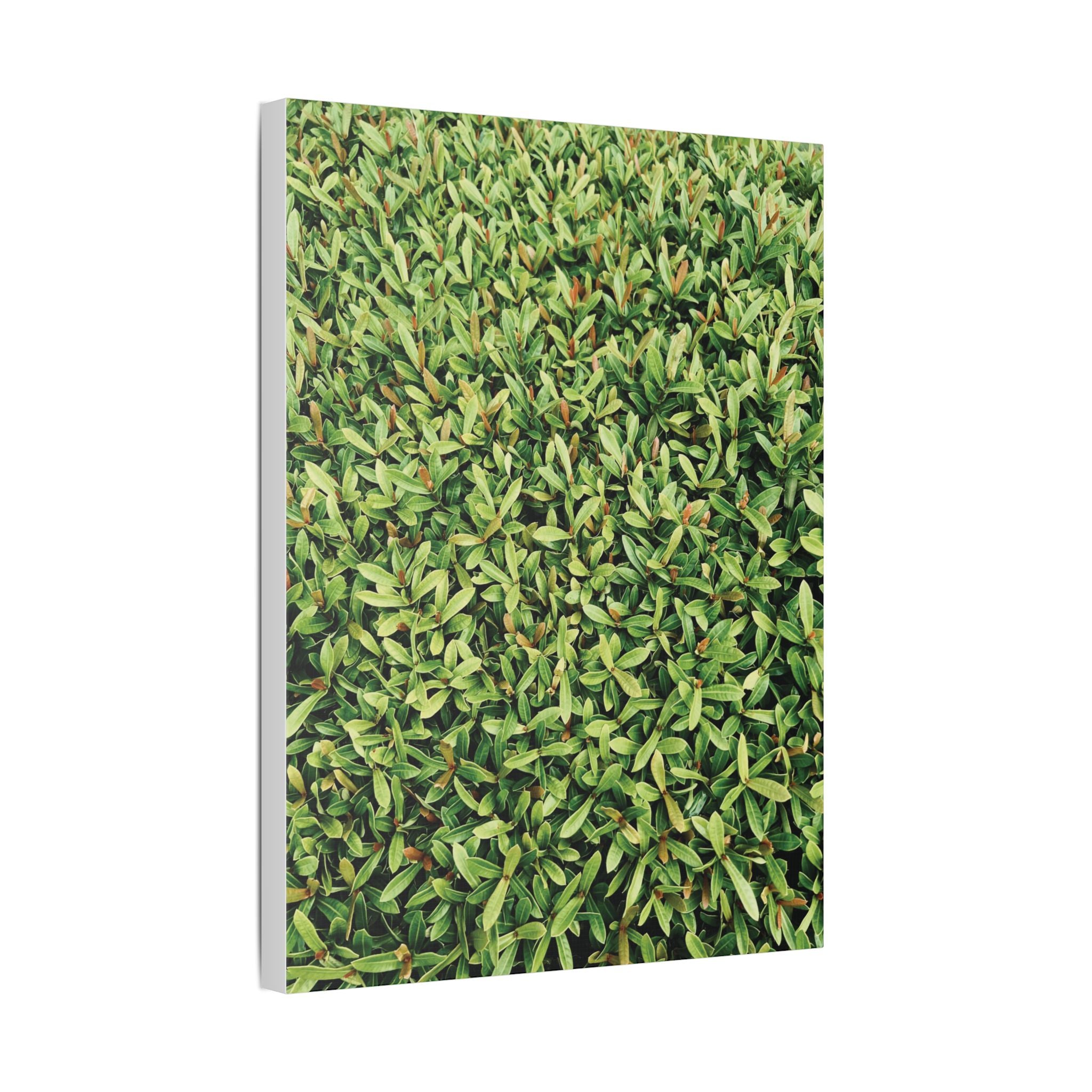 Green Hedge Canvas Wall Art — Botanical Stretched Canvas Print
