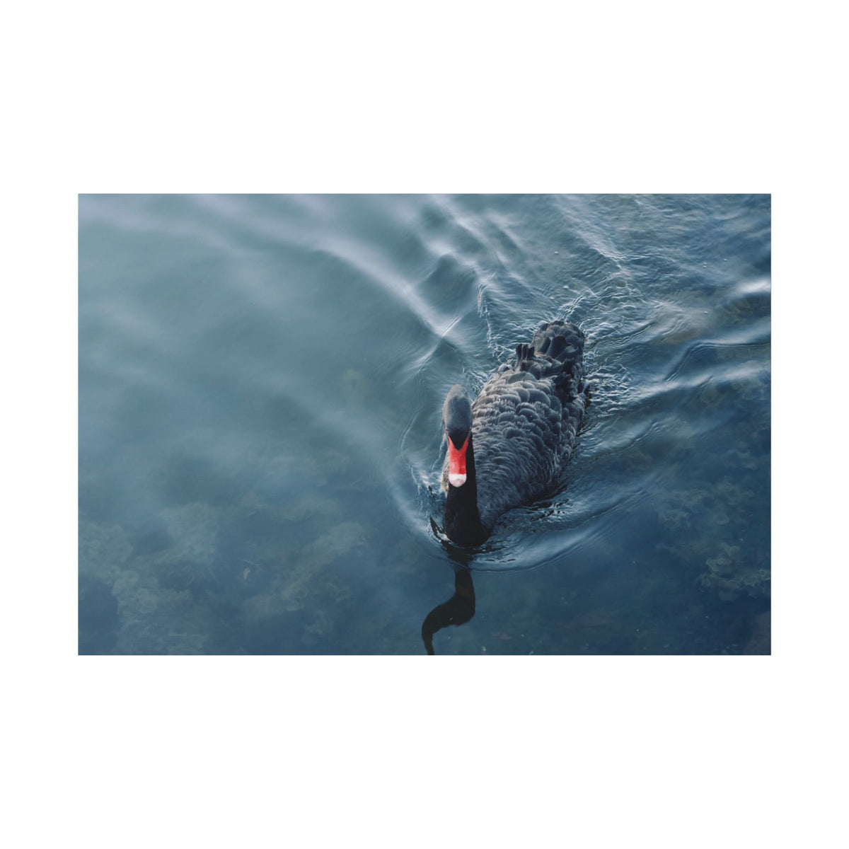 Black Swan Canvas Wall Art – Serene Lake Photography Print