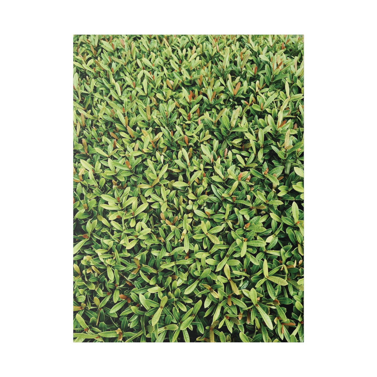 Green Hedge Canvas Wall Art — Botanical Stretched Canvas Print