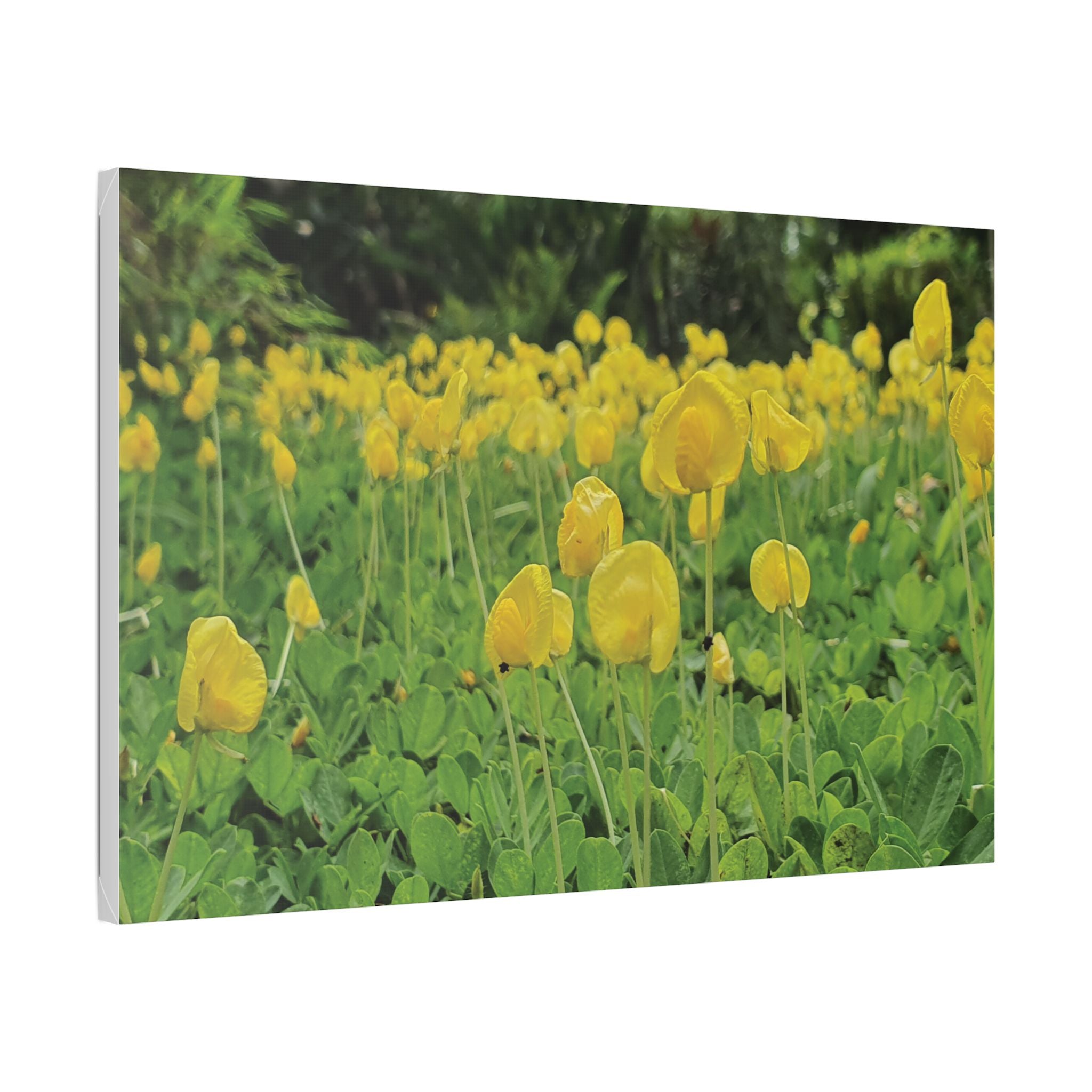 Yellow Flower Field Canvas Print
