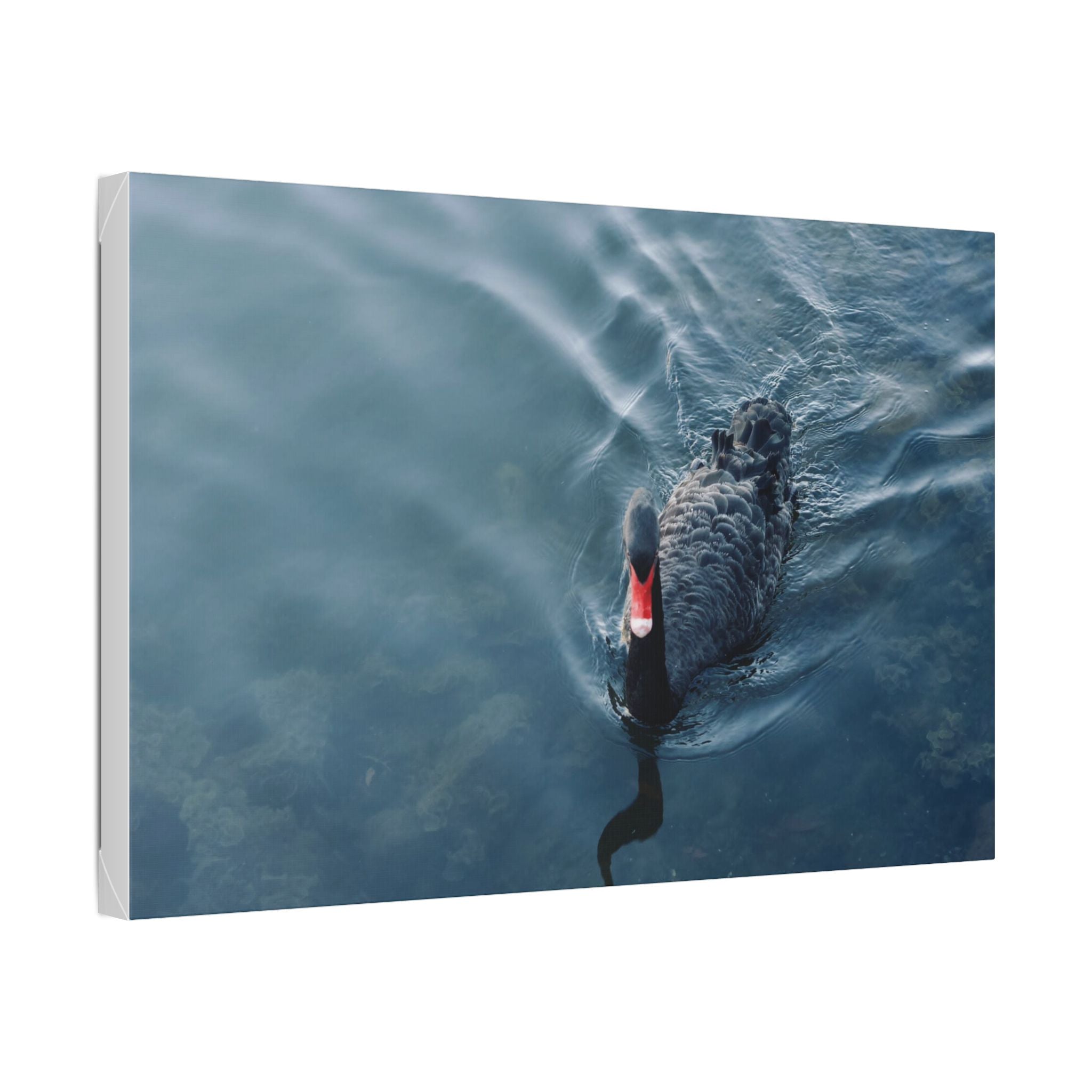 Black Swan Canvas Wall Art – Serene Lake Photography Print